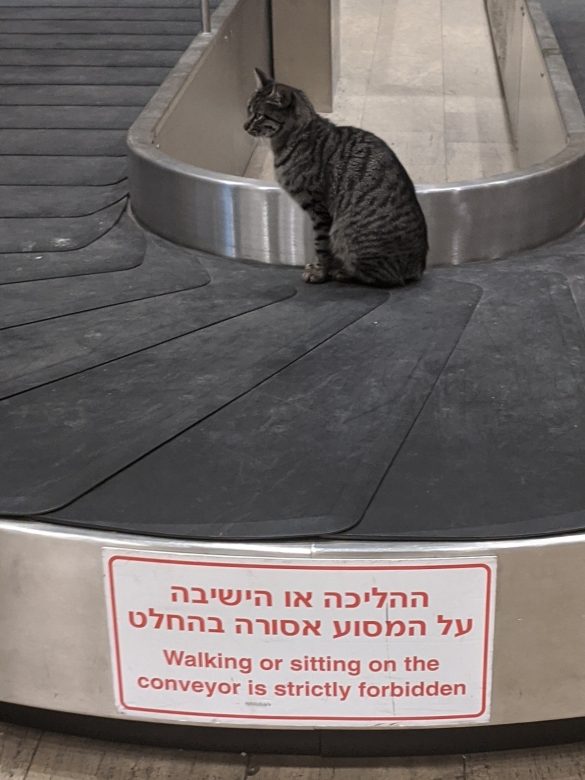 TLV airport cat